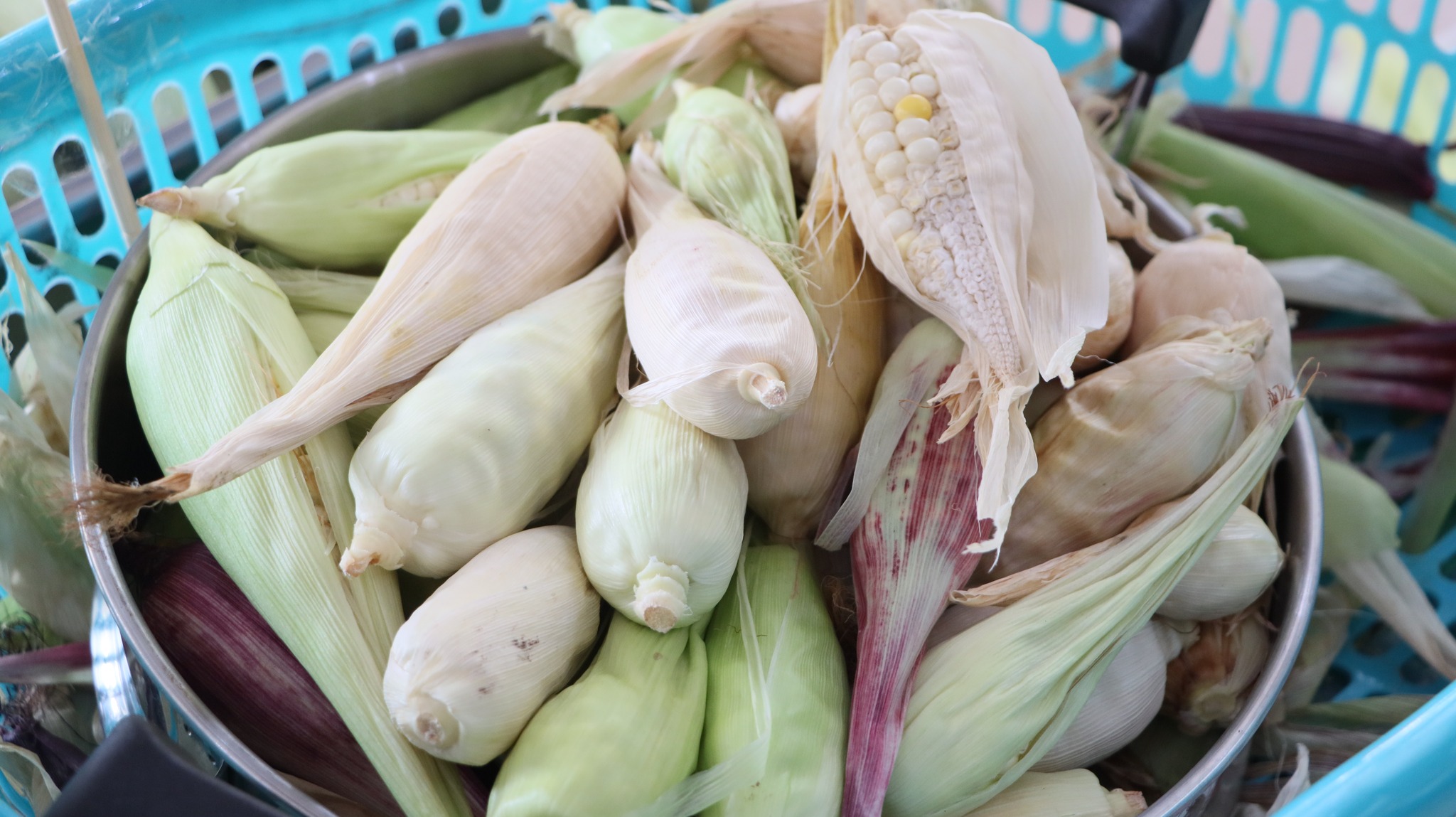 img_corn4