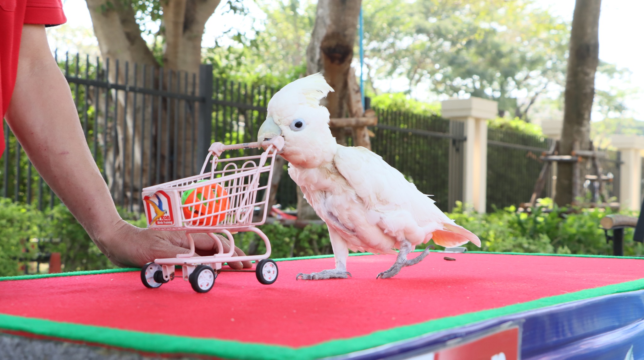 project_bird3