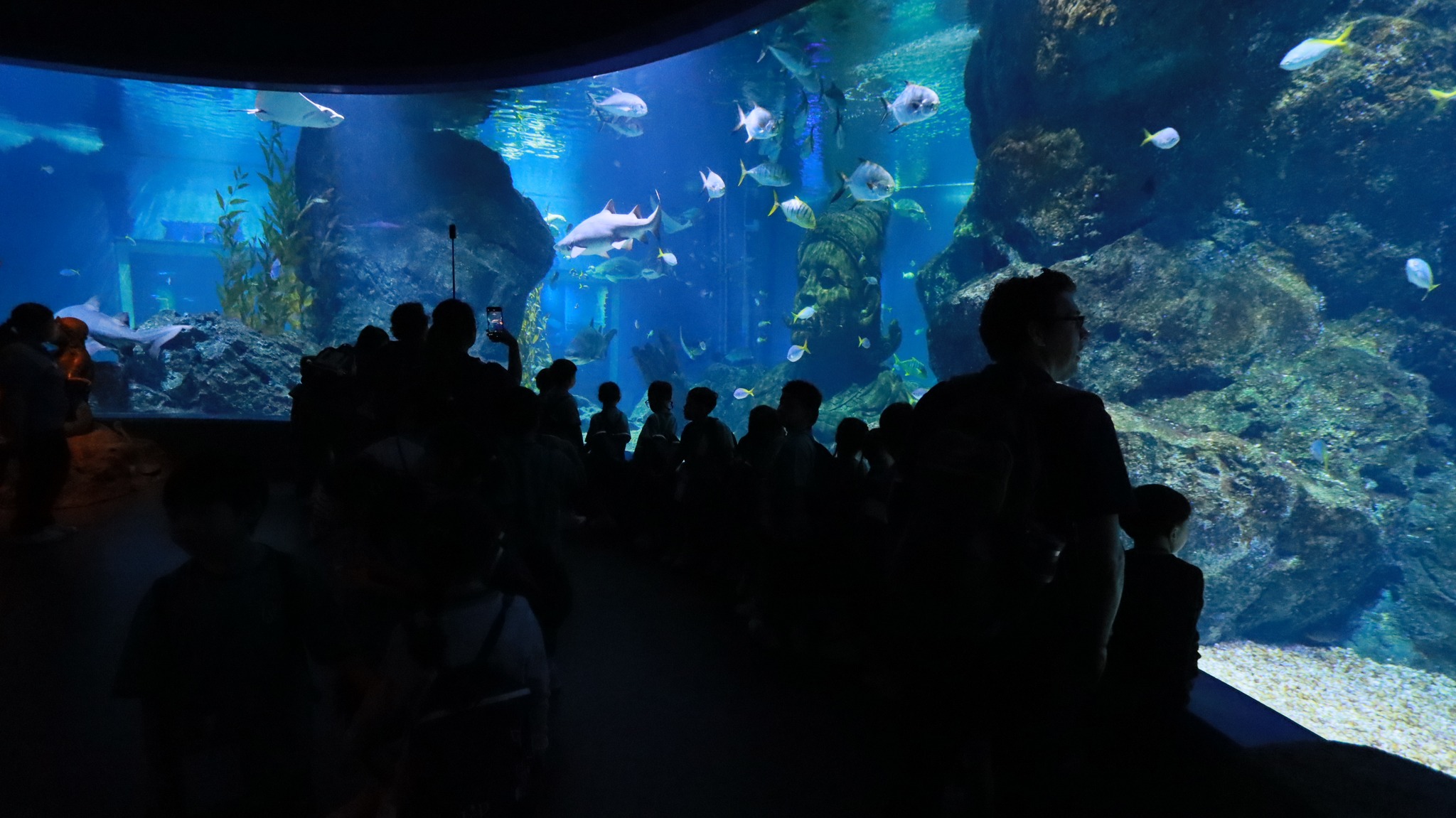 sealife (4)