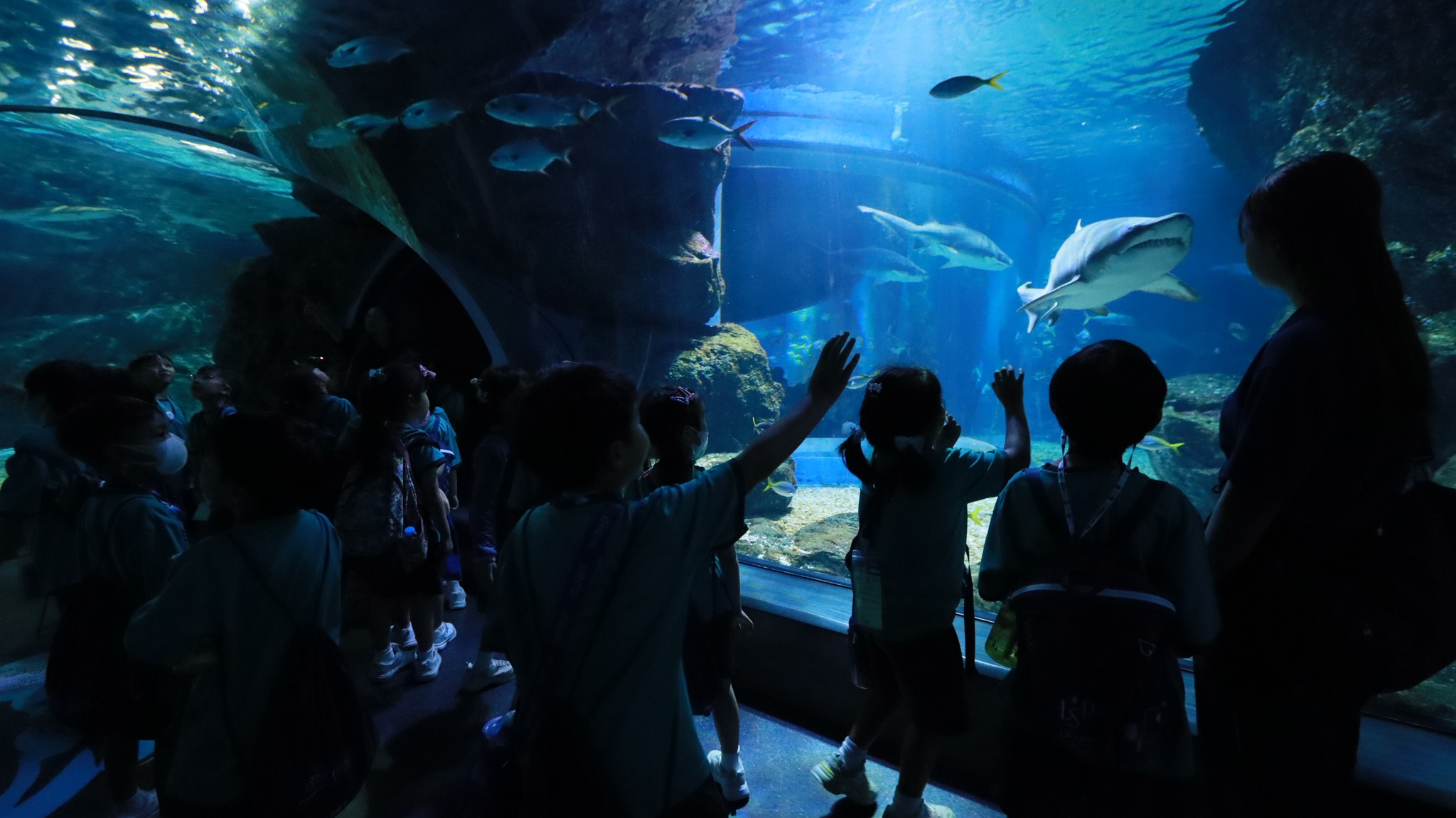sealife (6)
