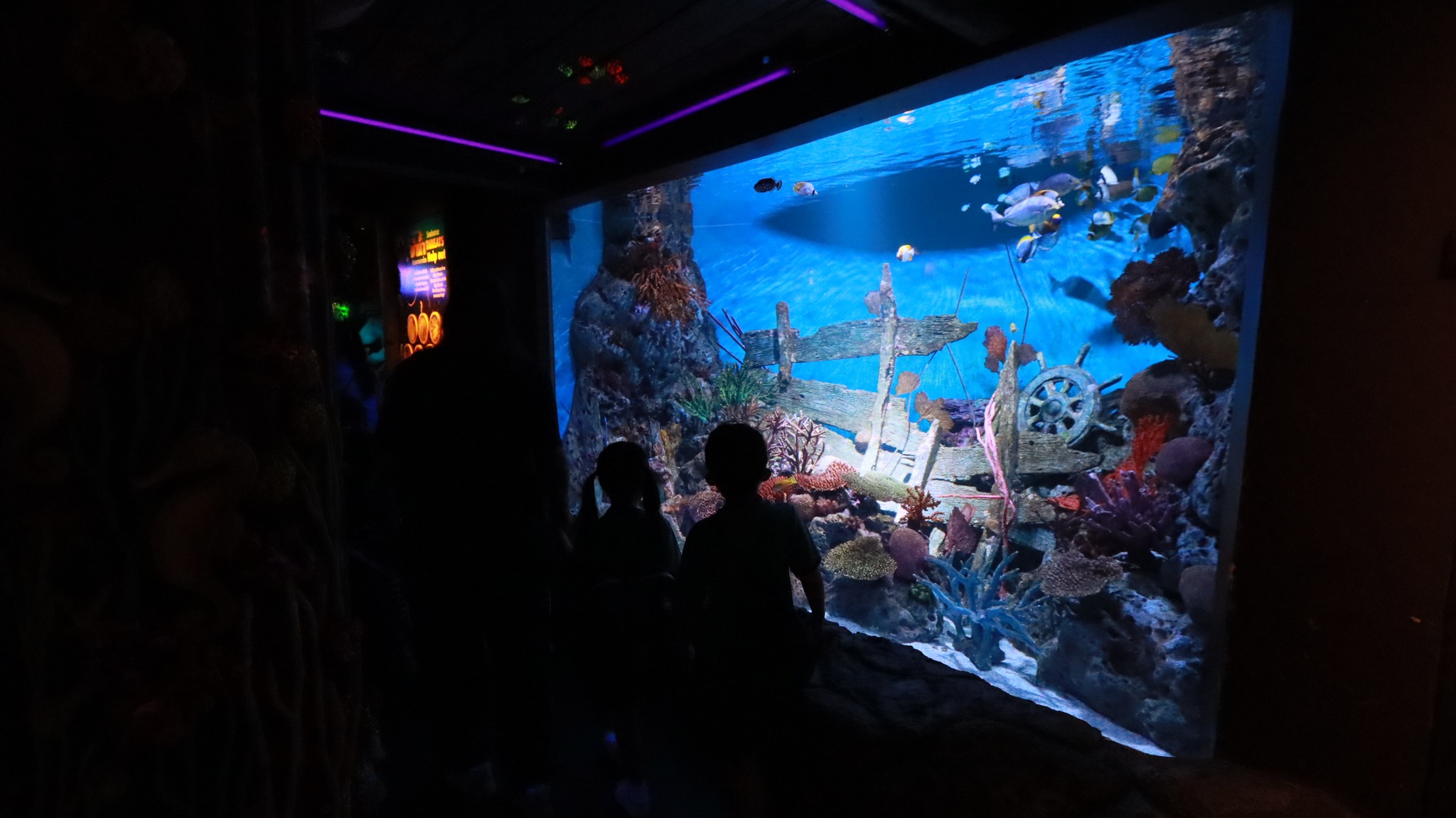 sealife (7)